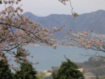 積善山からの桜