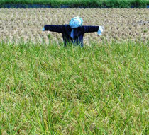 有機栽培の米作り