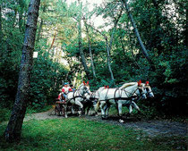 Passage du rallye d'attelages, route du poisson en forêt du Touquet
