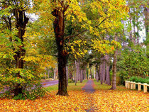Allées piétonnes en forêt du Touquet