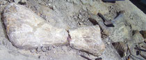 Fossilien eines Janenschia