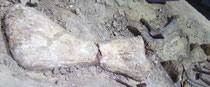 Fossilien eines Janenschia