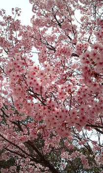 松山城の桜です