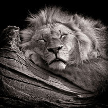 Sleeping King