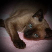 Tonkinese, seal mink, Foto: www.siamcats4you.de