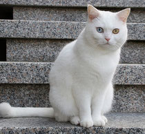 Katze weiß, odd eyed, Foto: fotolia.com