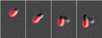 Outer membrane proteins of an Agrobacterium tumefaciens cell were labeled in red, with images taken every 50 minutes as the cell grew. In panels three and four it is clear that the cell on the left (red) has kept all the labeled proteins.