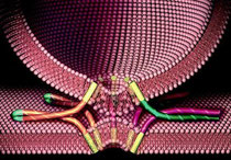 researchers at Baylor College of Medicine have uncovered a mechanism that helps explain how intracellular membranes fuse, and in the process, created a new physiological membrane fusion model.