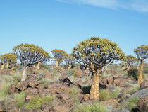 The quiver tree belongs to the aloe