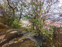 Blick auf die Stadt Blankenburg