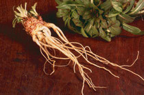 ちょっと変わった在来種の根菜に挑戦 みんなで創る生活文化の雑誌 ちょっと変わった在来種の根菜に挑戦 みんなで創る生活文化の雑誌