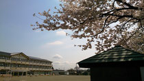今年も咲いた間々田小の桜