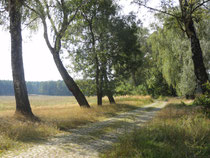 Europäischer Radwanderweg? 7 km Pflasterstraße zwischen Rheinsberg und Braunsberg