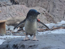 Blue Pinguin im Antarctic Center