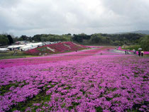 来年もこのような芝桜が見られるといいですね。