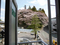 二荒山の桜です。