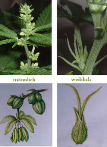 Weiblich oder männlich hanf