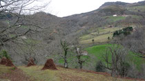 meules de fougères et d'ajoncs