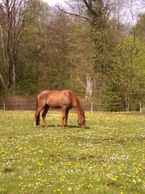 Little Dancer, Oldenburger, Wallach, geb. 2005