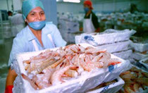 Camarones en proceso de empaque para exportación. Ecuador.