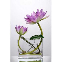 Lotus dans le vase