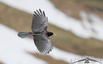 Alpendohle, Alpin Chough, Pyrrhocorax graculus