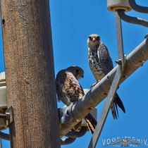 Amurfalke, Amur Falcon,  Falco amurensis