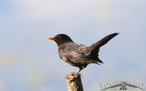 Amsel, Blackbird, Turdus merula