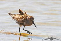 Alpenstrandlaeufer, Dunlin, Calidris alpina