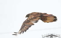 Augurbussard, Jackal Buzzard, Buteo rufofuscus