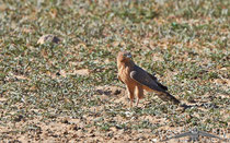 Afrikanischer Habicht, African Goshawk, Accipiter tachiro