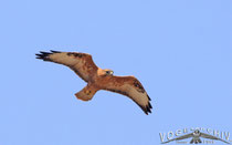 Adlerbussard, Long-legged Buzzard, Buteo rufinus