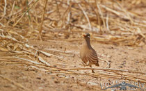 Arabisches Wuestenhuhn, Sand Partridg, Ammoperdix hey