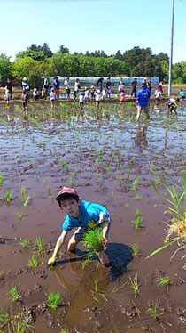 画像：子ども達の田植え体験