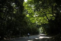 写真:明治神宮の杜