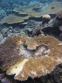 Corals with white syndrome. Copyright: AIMS