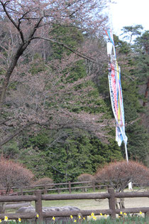 芝生広場の桜