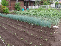 Kanekofarm in 群馬