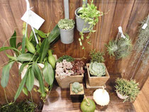 素敵な植物達が仲間入りしましたよ~