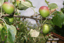 Apfelsorten, Apfelallergiker, Obst, Streuobstwiese, Gemeinde Schlangen