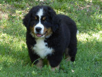 chiot bouvier bernois