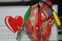 Herzmodell mit digitalem EKG im Hintergrund