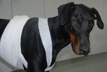 Dobermann mit 24h- bzw. Holter-EKG