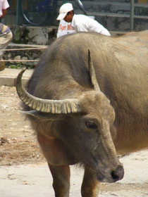 Buffalos are running around in the streets of Pokhara like cats and dogs in Europe...