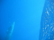 This is the grey whale deep below my boat - school bus size.