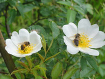 Sehr begehrte Blüten