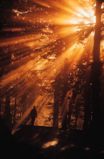 Man bathed in a burst of sun shining through the forest trees