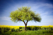 A single tree in middle of the countryside