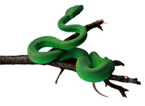 A green tree snake wrapped around a branch