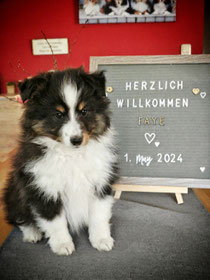 Faye von der Immelspfote *01.05.2024